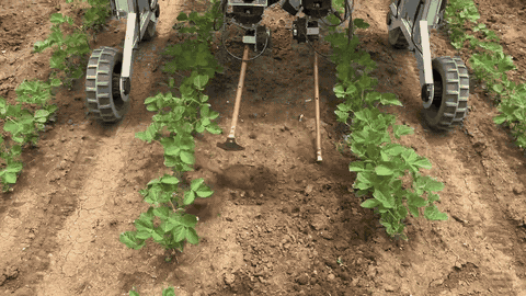 An Aigen Element robot mechanically striking weeds at the root