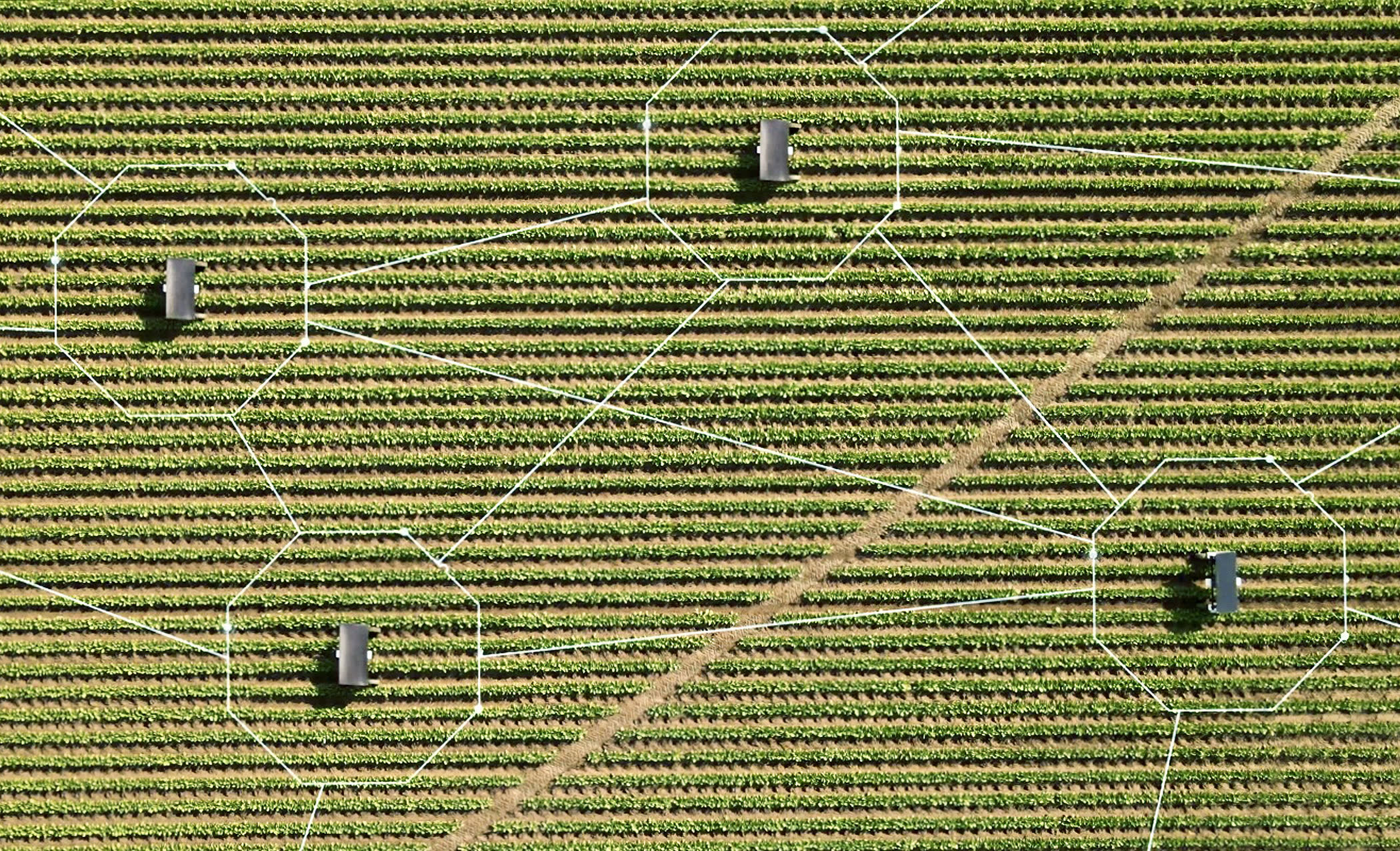 A mesh-networked crew of autonomous robots